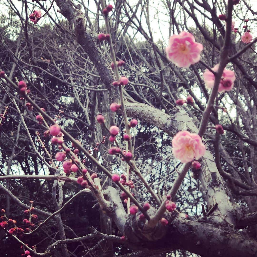 大和田獏さんのインスタグラム写真 - (大和田獏Instagram)「小さい春みーつけた❣️#ばくさんぽ」2月3日 8時30分 - bakuowada