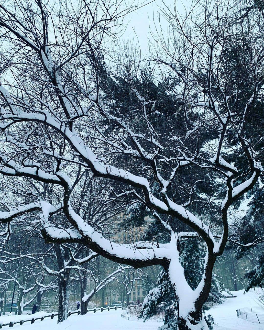 JULIEN D'YSのインスタグラム：「Beautiful #centralpark#february2.2021❄️#newyork」
