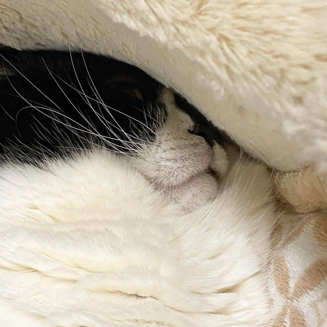 tiaichimaのインスタグラム：「Good morning!! ☀️おはナビムーギー‼︎  ☀️晴れてるけど、外は-5〜-6℃だし、🌬🌀風は強いし。  でも😪😴ぬくぬく  #牛柄組鼻まわり汚れ隊 #ムチムチッコ #ナビちん#ムーギー#MuuGieeboy#cat#neko#ねこ#neko#ネコ#スコティッシュフォー ルド#致命的な魅力#ScottishFold#まんじゅう部」