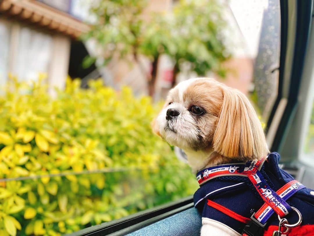 倉田雅世のインスタグラム：「おはようございます。 水曜日。立春。 日々季節が変わっていくのを感じます。 花粉が教えてくれる笑 わんこは、ドライブが大好き。 #いぬすたぐらむ #いぬのいる暮らし」