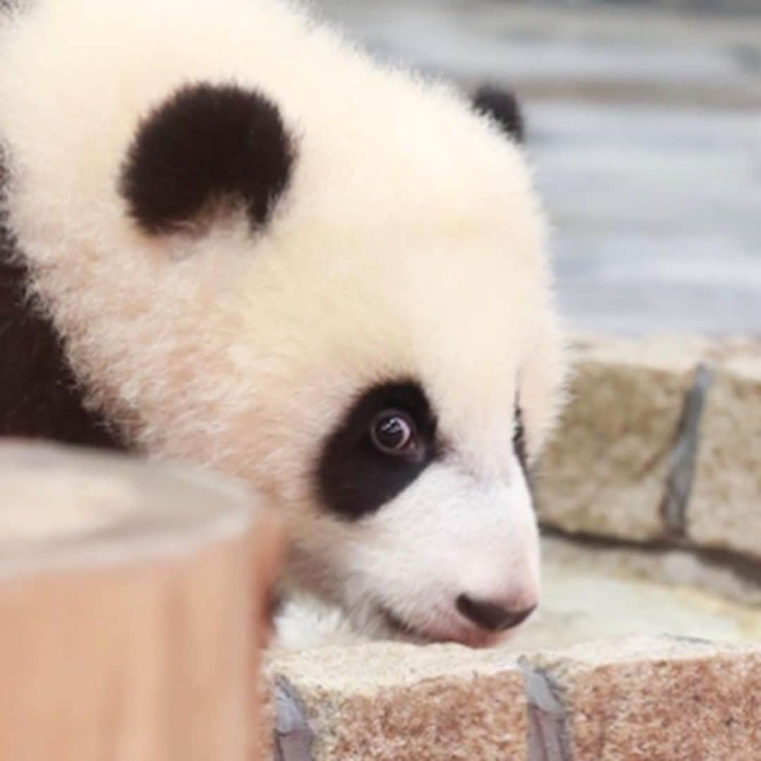 パンダ（白浜）さんのインスタグラム写真 - (パンダ（白浜）Instagram)「👀👀👀👀👀👀 #彩浜 2019 🐼😊🐼 #photography #adventureworld #アドベンチャーワールド #ADVENTUREWORLDPANDAS #baby #HELLOLITTLE #pandamental #hellopanda #ハローリトル #ハローパンダ #パンダグラビア #パンダ　and #panda #pandababy 🐼🐼🐼」2月3日 9時04分 - hellopanda_book