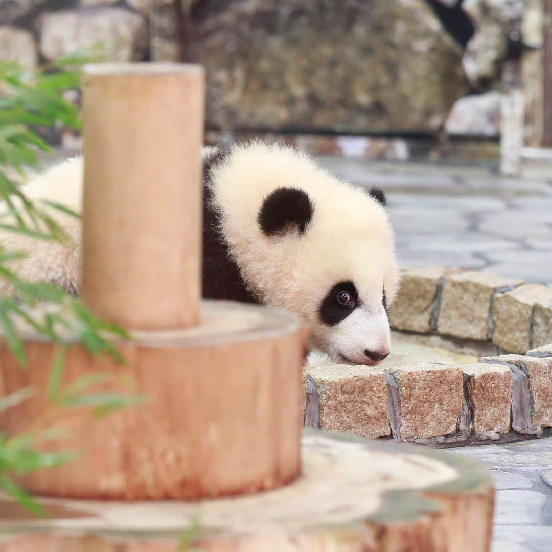 パンダ（白浜）のインスタグラム：「👀👀👀👀👀👀 #彩浜 2019 🐼😊🐼 #photography #adventureworld #アドベンチャーワールド #ADVENTUREWORLDPANDAS #baby #HELLOLITTLE #pandamental #hellopanda #ハローリトル #ハローパンダ #パンダグラビア #パンダ　and #panda #pandababy 🐼🐼🐼」