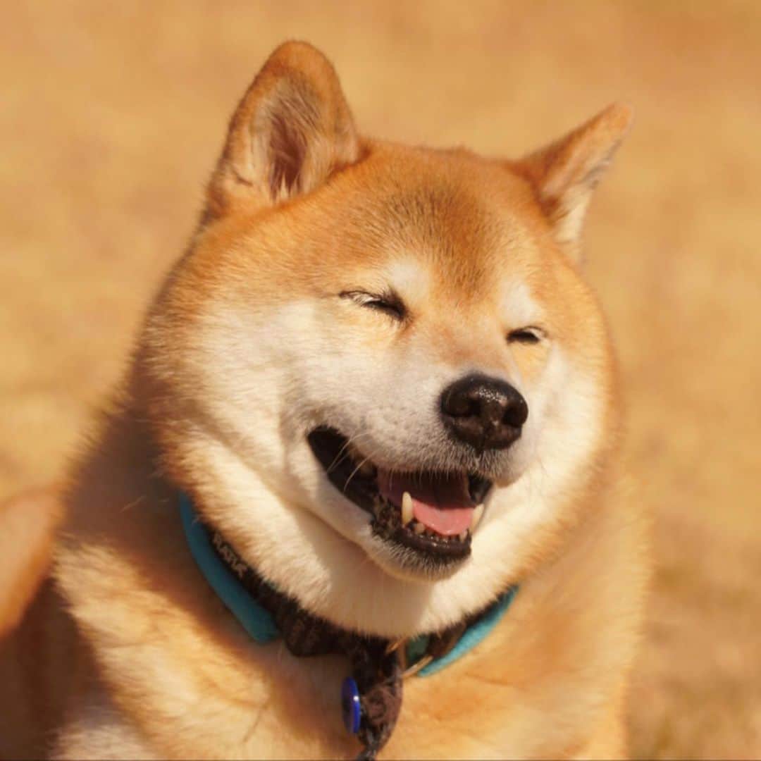 まる（まるたろう）さんのインスタグラム写真 - (まる（まるたろう）Instagram)「Good morning!✨🐶✨おはまる〜！今日も頑張って来てね〜 #まるはおうちでお昼寝がんばるね #あれ意外と難しいのよ #パパが邪魔しにくるしさ #だからがんばるね」2月3日 9時06分 - marutaro