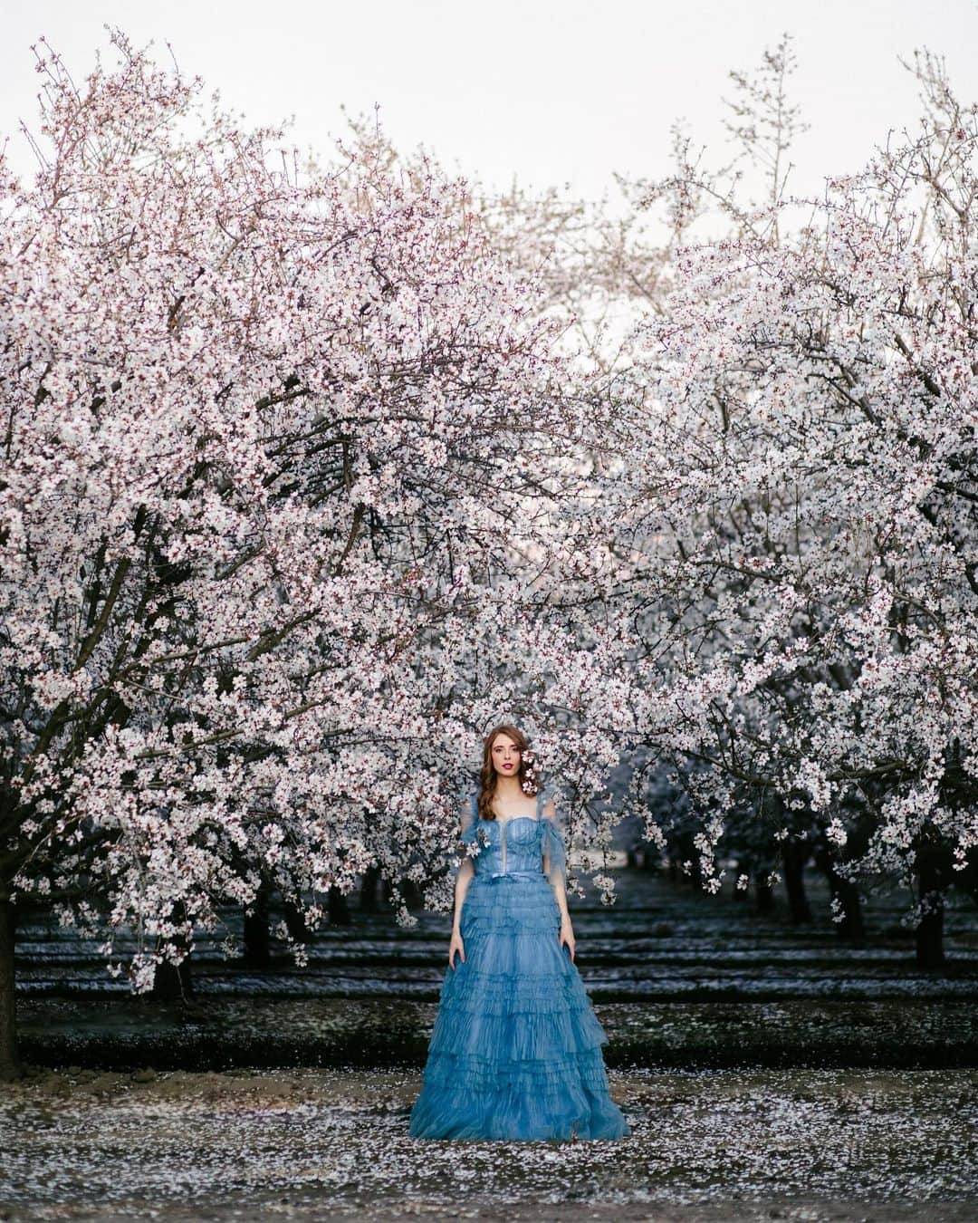 アシュリン・ピアースのインスタグラム：「“She’s an old soul that believes in chivalry, romance, and love.” ✨  Gorgeous photography by: @ohwowtina   #AshlynPearce #Model #Modeling #AlmondField #PhotoShoot #Fashion #FashionPhotography #BestPhoto #BlueDress #CherryBlossom #Photography #Models #Actress #Beautiful #Editorial #Editorials #Photographer #Stunning #RedHead #SpeakYourself #LoveYourself #Blue #LosAngeles #California #Glamour #Beauty #WinterWonderland #Love #AlmondTrees #Almonds」