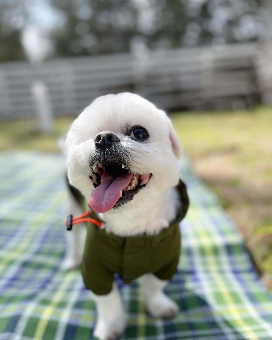 前園真聖さんのインスタグラム写真 - (前園真聖Instagram)「天気が良くてアンジェロも気持ち良さそうです😆 #アンジェロ #ミックス犬」3月4日 9時45分 - maezono_masakiyo