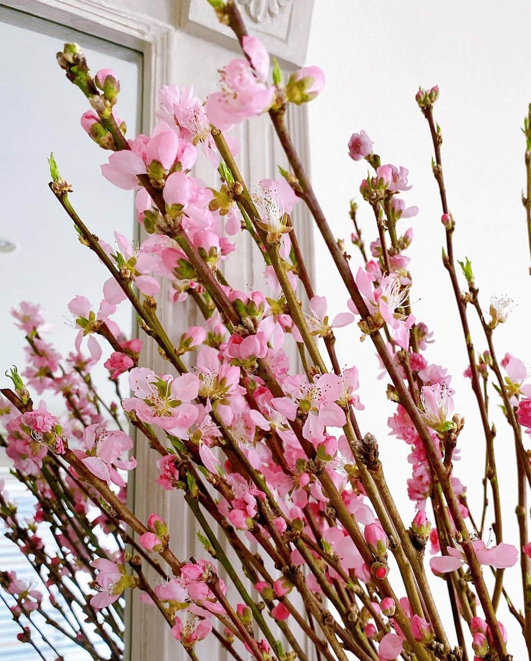 美香さんのインスタグラム写真 - (美香Instagram)「春ですね🌸🌸🌸」3月4日 10時21分 - mikaofficial99