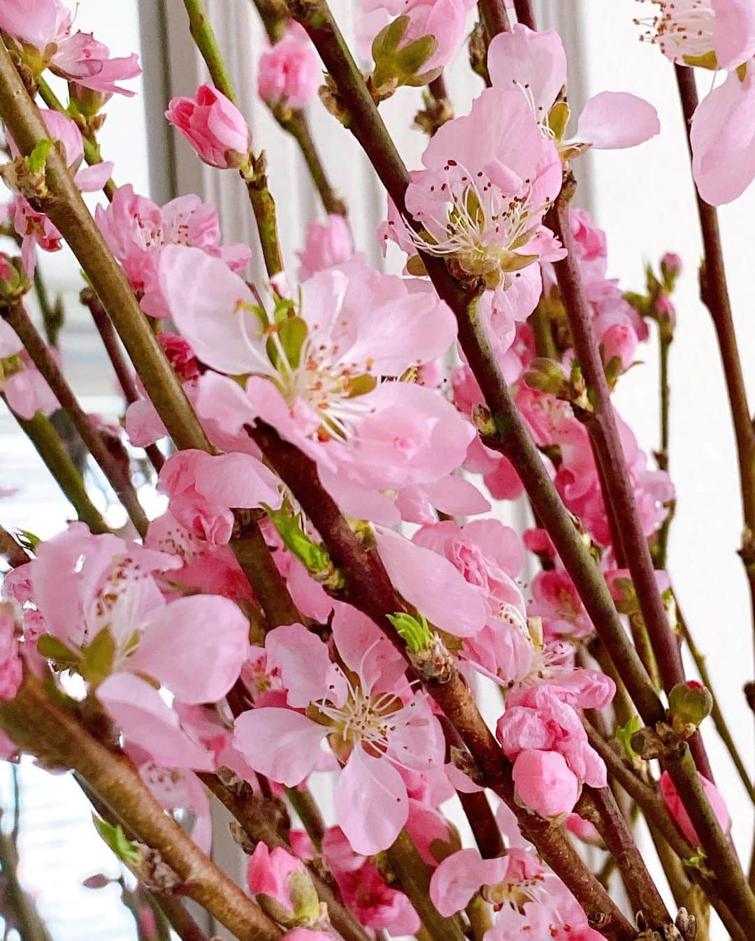 美香さんのインスタグラム写真 - (美香Instagram)「春ですね🌸🌸🌸」3月4日 10時21分 - mikaofficial99