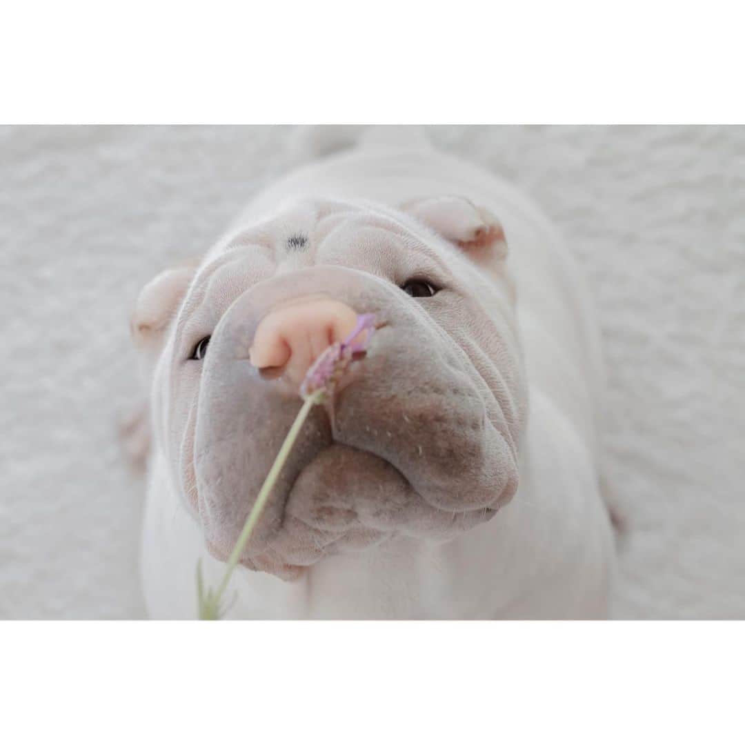 のインスタグラム：「Inspector Lavender 💜 #yesidobelievethiscamefromourgarden #lamby #sharpei #sharpeisofinstagram #sharpeisoftheworld #sharpeilove #love #wrinkles #squishyfacecrew #lavender #dog #dogs #dogsofinstagram #doglover #instagood #instadaily #weeklyfluff #cutepets #iloveyoutothemoonandback」