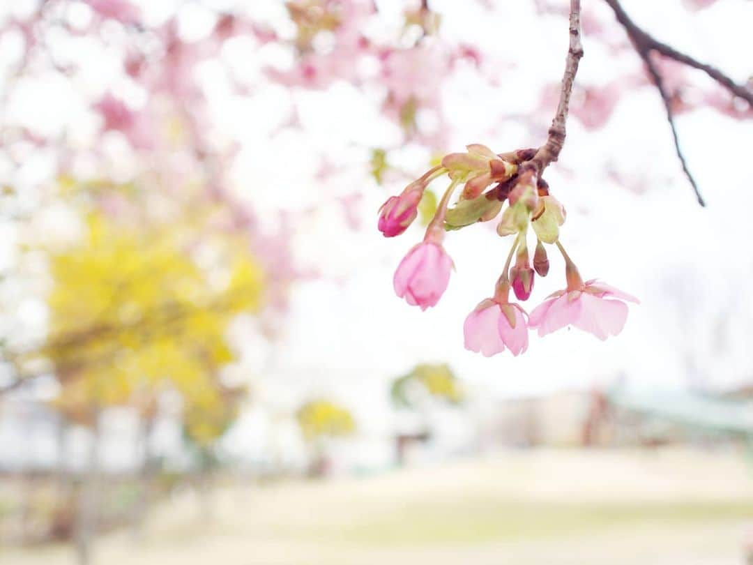 酒井千佳さんのインスタグラム写真 - (酒井千佳Instagram)「* 昆陽南公園の河津桜。  伊丹のめちゃローカルな公園だけど 満開の河津桜が2本 華やかに咲いてたよ。  お花見大好きなので 毎年何度も出かけるんだけど 第一弾は河津桜から。  ローカルすぎて どこにも開花情報が出てないから 実際に足を運んでみるしかないんだけど ちょうど8分咲きくらい？  満開でした。  これは数日前だけど 河津桜は長めだし まだ来週中くらいまで楽しめるかも。  #河津桜 #お花見さんぽ #桜2021 #お花見第一弾 #お花見マニア #伊丹市昆陽 #昆陽南公園 #伊丹市民」3月4日 11時06分 - sakaichikaaaa