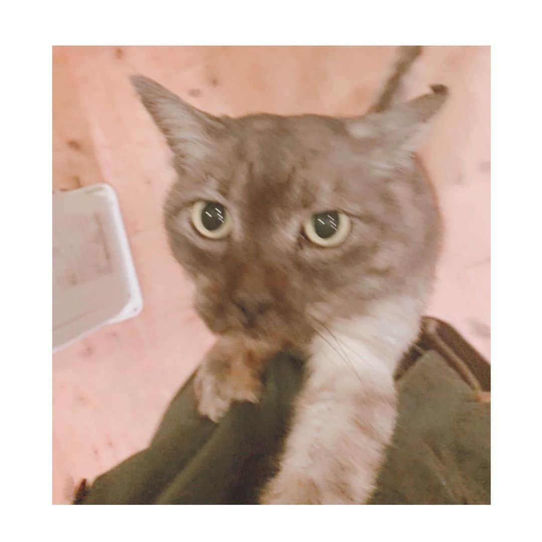 吉岡里帆さんのインスタグラム写真 - (吉岡里帆Instagram)「うちの子がついに"女性自身"デビューしました(報告したくて仕方ない親バカ)  抱っこして〜攻撃、からのよじ登り。  #猫 #抱っこ　#チーズ君  #かわいすぎて」3月4日 11時17分 - riho_yoshioka
