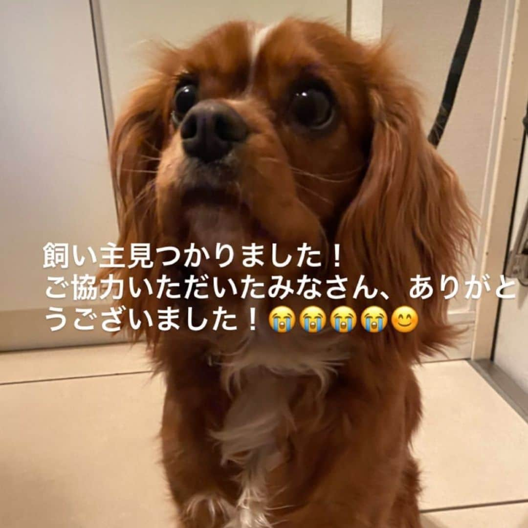 Moguのインスタグラム：「. 昨日投稿させていただいた迷子のキャバリアちゃん無事飼い主さんが見つかったそうです！ 拡散・いいね・コメント・お知り合いの方に聞いてくださったり、ご協力いただいた皆様どうもありがとうございました🙌✨ 混乱を避けるため昨日の投稿は削除させていただきました。 こちらの投稿もいずれ削除させていただきます。」