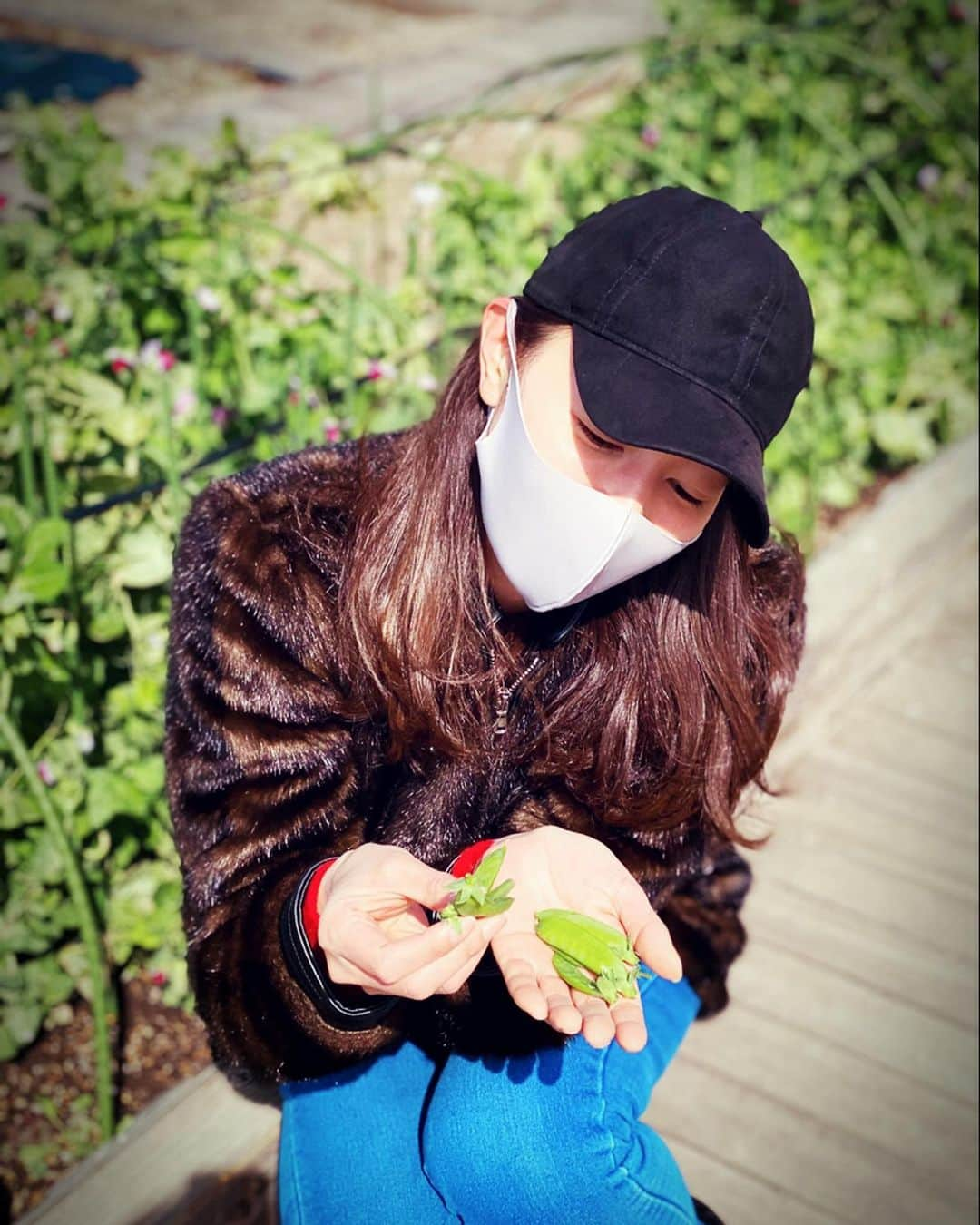 滝沢沙織さんのインスタグラム写真 - (滝沢沙織Instagram)「都内でやっているもう一つの農園🌱✨ こちらでは、最近の暖かさでエンドウ豆のお花が綺麗に咲き、収穫も少しづつできています😊‼️ 収穫が始まるとワクワクしますねっ😆💖 #滝沢沙織 #農園 #農業 #えんどう豆  #紫色のお花 #収穫 #farm #farmer  #farmerlife」2月28日 16時37分 - saori_takizawa.official