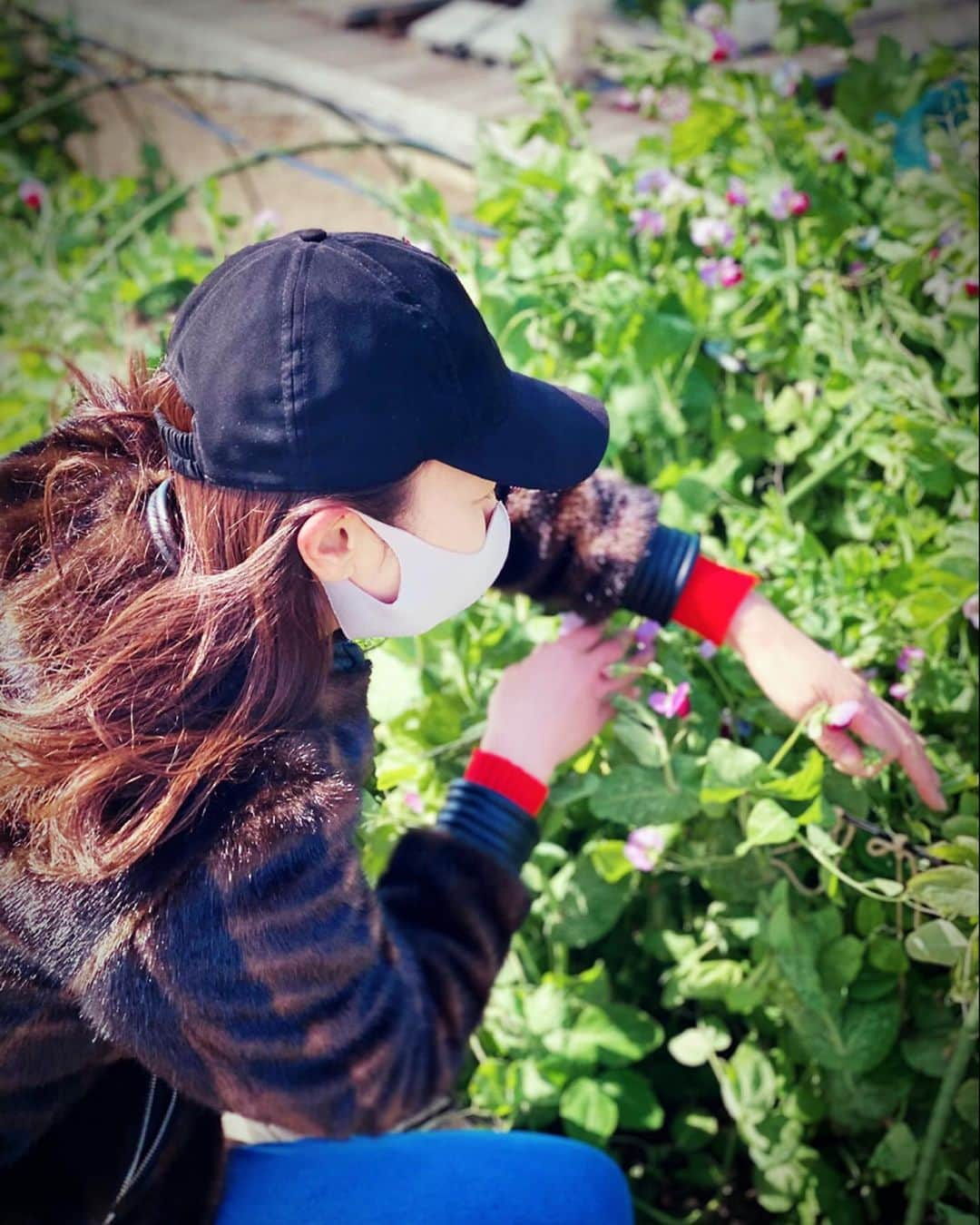 滝沢沙織さんのインスタグラム写真 - (滝沢沙織Instagram)「都内でやっているもう一つの農園🌱✨ こちらでは、最近の暖かさでエンドウ豆のお花が綺麗に咲き、収穫も少しづつできています😊‼️ 収穫が始まるとワクワクしますねっ😆💖 #滝沢沙織 #農園 #農業 #えんどう豆  #紫色のお花 #収穫 #farm #farmer  #farmerlife」2月28日 16時37分 - saori_takizawa.official