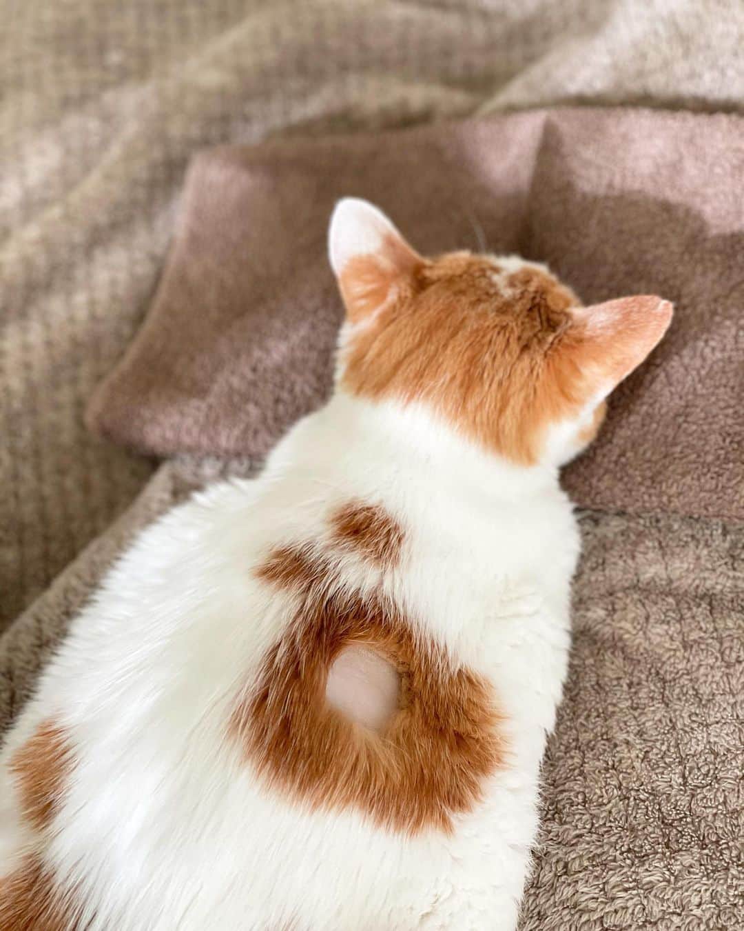 のインスタグラム：「イオちゃんの背中にいるメアリー・ポピンズのスカートに穴が空いた。  昨日、モルヒネパッチを貼る際に、毛刈りした部分。ところが、いざ刈ってみたら、予想以上にイオの下毛が密だった。それですぐに剥がれてしまうので、しっぽの裏側に変更となりました。  先生はなんども「ごめんなさいね〜、ごめんなさいね〜。」と謝ってくださって、そのお気遣いは、イオのことをちゃんとひとりのおんなのことして扱ってくださっている感じがして、とても嬉しかった。  この穴を《キスの窓》と呼んでいる。ときたま毛をかき分けてちゅー💋してたけど、なかなか地肌までとどかず…だったのが、今地肌感じたい放題😍  あったかくていい匂いがするイオの桃色の地肌。  #猫沢イオ　#イオの扁平上皮ガン日記」