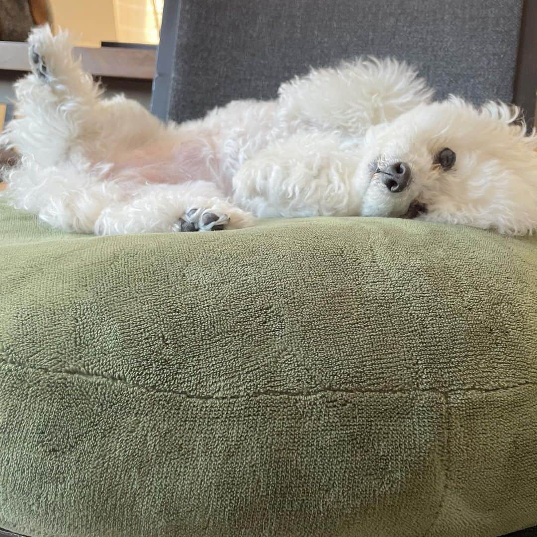 大石乃愛さんのインスタグラム写真 - (大石乃愛Instagram)「犬のみるくはいつもよもぎ色のクッションの上で寝てます。 白犬なのでよもぎとお餅に似てるなぁ...と☺️（笑）  #ootd #犬のいる暮らし #犬好きな人と繋がりたい #プードル #ポニーテール #おうち時間 #dog #dogstagram #poodle」2月28日 16時12分 - noa__nikoniko