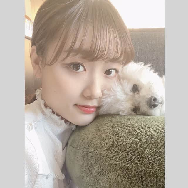 大石乃愛のインスタグラム：「犬のみるくはいつもよもぎ色のクッションの上で寝てます。 白犬なのでよもぎとお餅に似てるなぁ...と☺️（笑）  #ootd #犬のいる暮らし #犬好きな人と繋がりたい #プードル #ポニーテール #おうち時間 #dog #dogstagram #poodle」