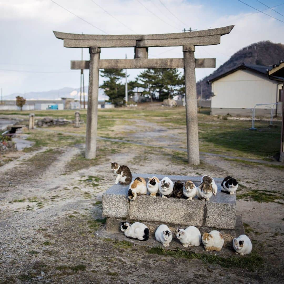 8282さんのインスタグラム写真 - (8282Instagram)「鳥居 ・ ・ ・ #僕らの居場所は言わにゃいで #カワイイだけが猫じゃない #cat#animal#gato #ねこ#猫#東京カメラ部 #IGersJP#nekoclub#NEKOくらぶ #catlover#catloversclub #写真撮ってる人と繋がりたい ・ ☆非演出のススメ☆」2月28日 16時19分 - haniyan0821