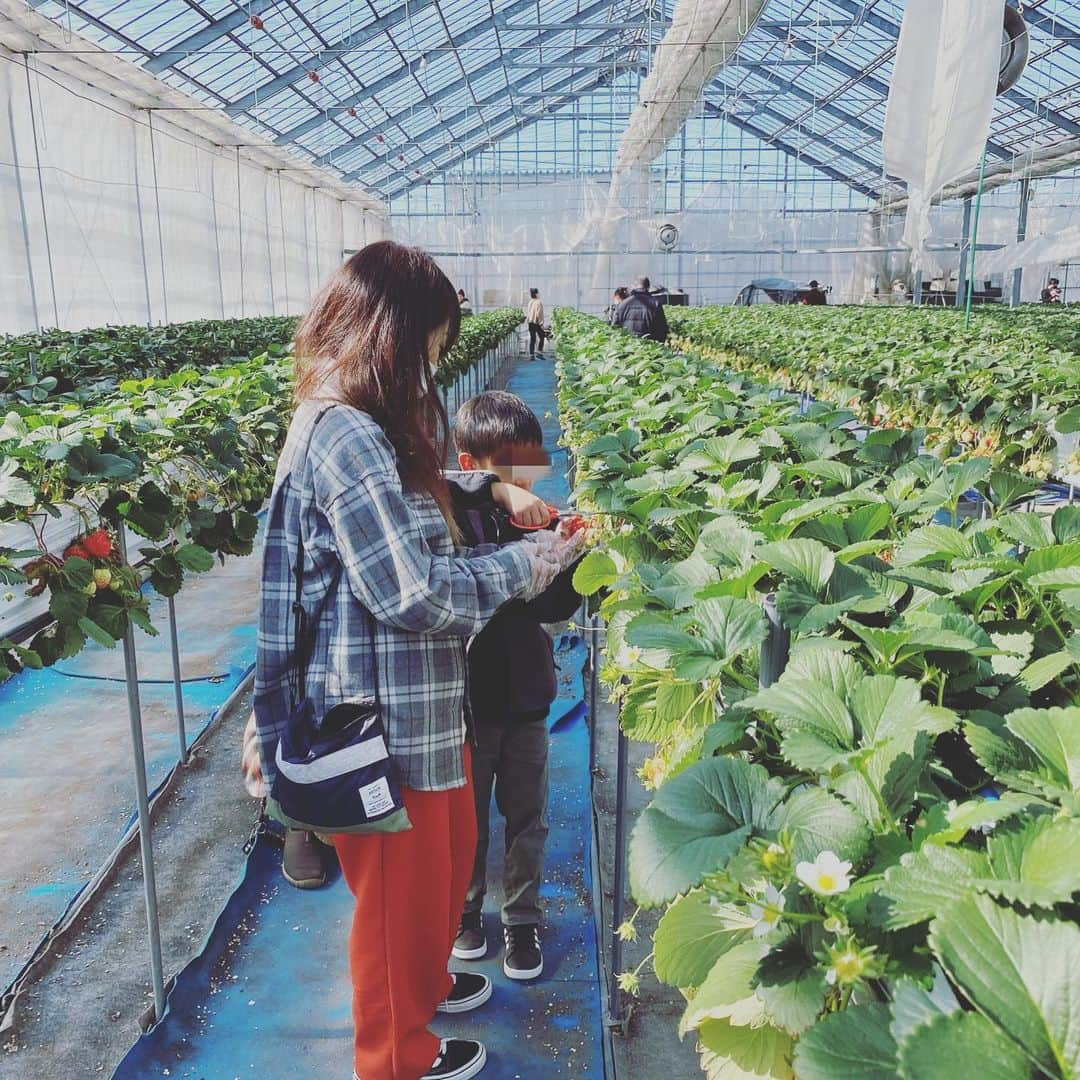 上村知世さんのインスタグラム写真 - (上村知世Instagram)「今日はいちご狩り🍓 越後姫の味は格別です‼︎ #新潟県産 #越後姫 #いちご #strowberry #いちご狩り @takagiestorto」2月28日 16時27分 - tomose0207