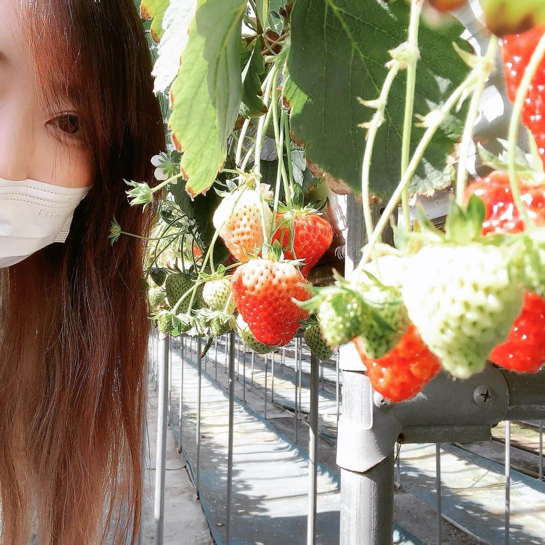 上村知世のインスタグラム：「今日はいちご狩り🍓 越後姫の味は格別です‼︎ #新潟県産 #越後姫 #いちご #strowberry #いちご狩り @takagiestorto」