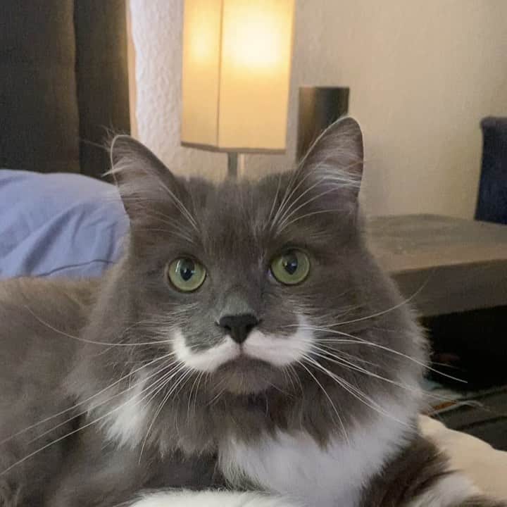 ハミルトンザ・ヒップスターキャットのインスタグラム：「The most handsome man in the world... #mustachecat」