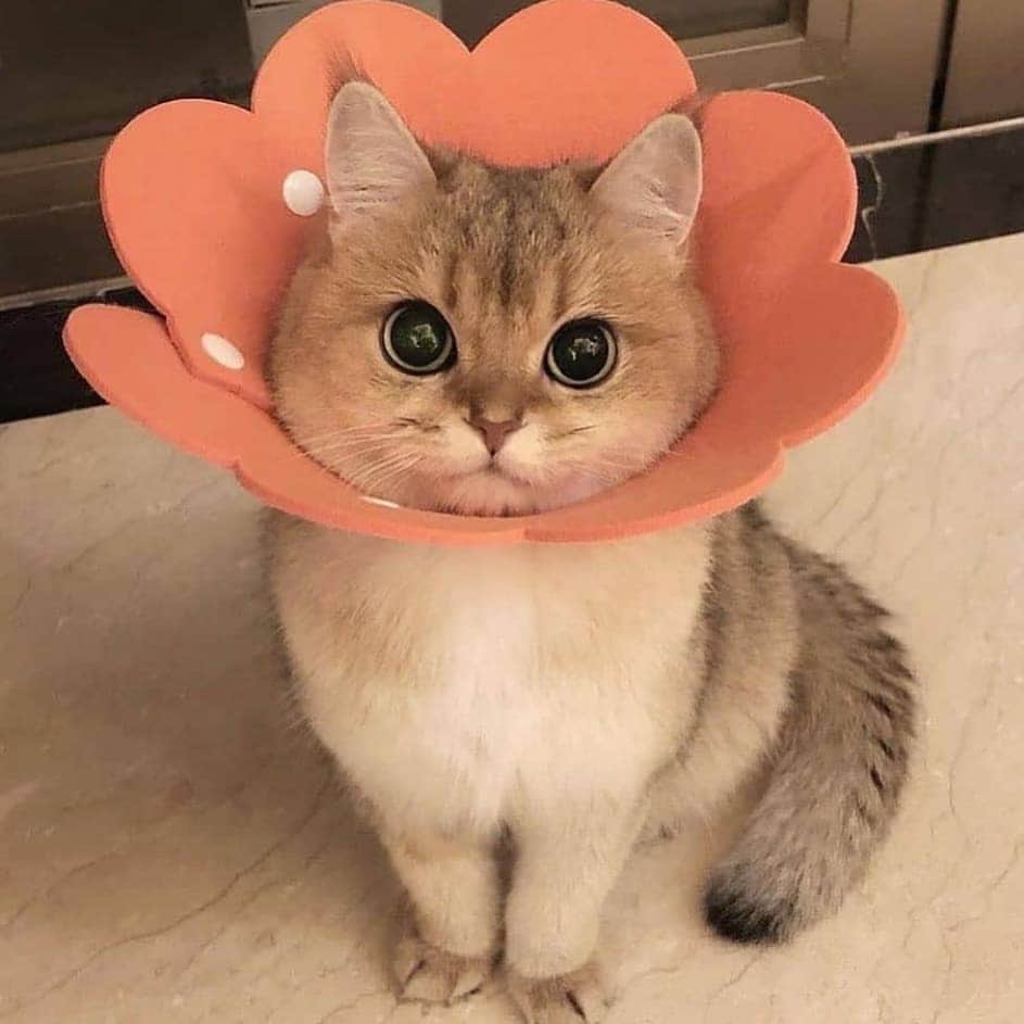 ビービーダコタのインスタグラム：「Us counting down the days until it's officially Spring 💐」