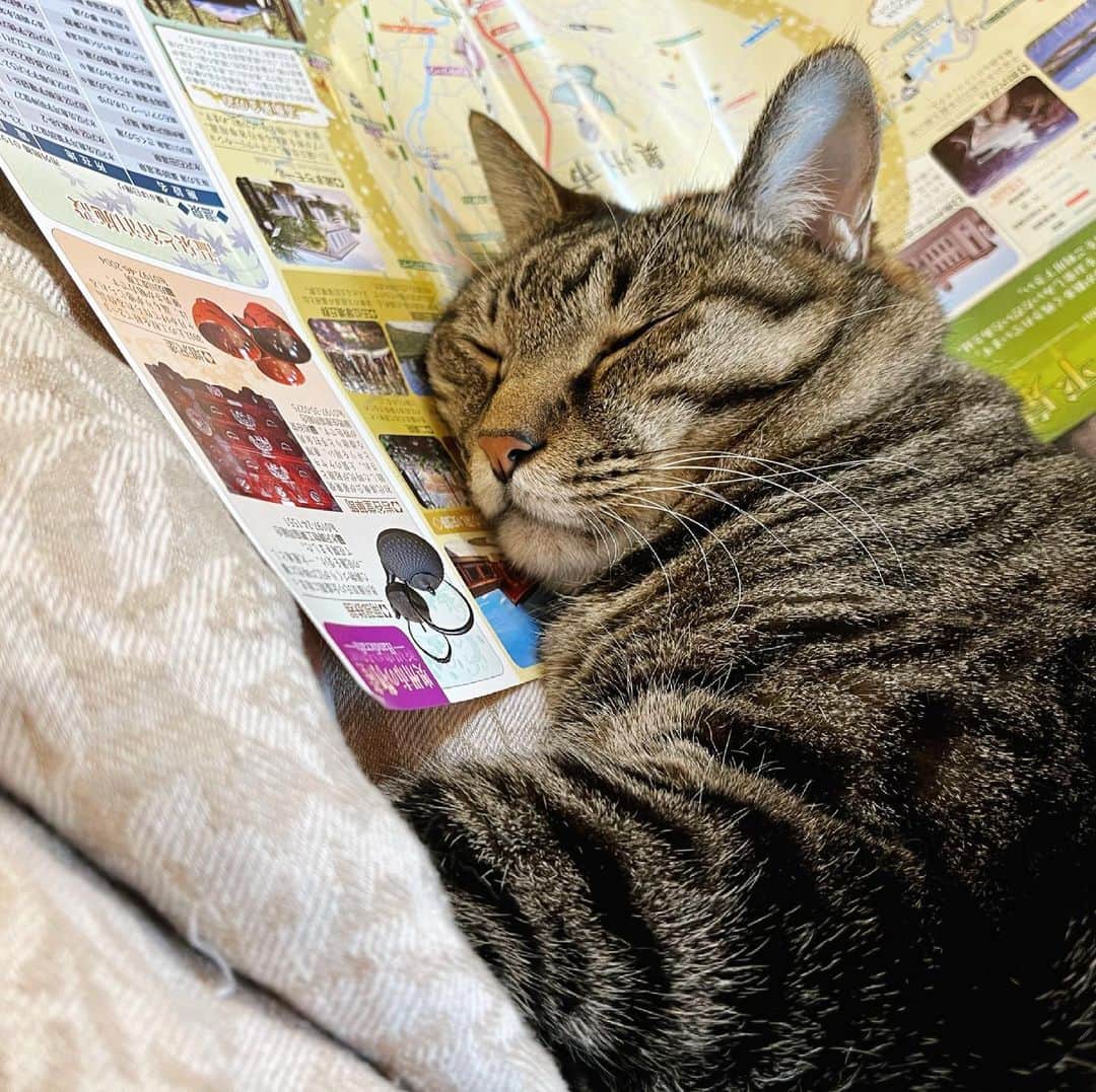 畑亜貴のインスタグラム：「起きてる時はキメ顔が得意だけど寝てる時はオッサン顔猫社員レッドの油断すら可愛いと思ってしまう朝ですおはようございます。」