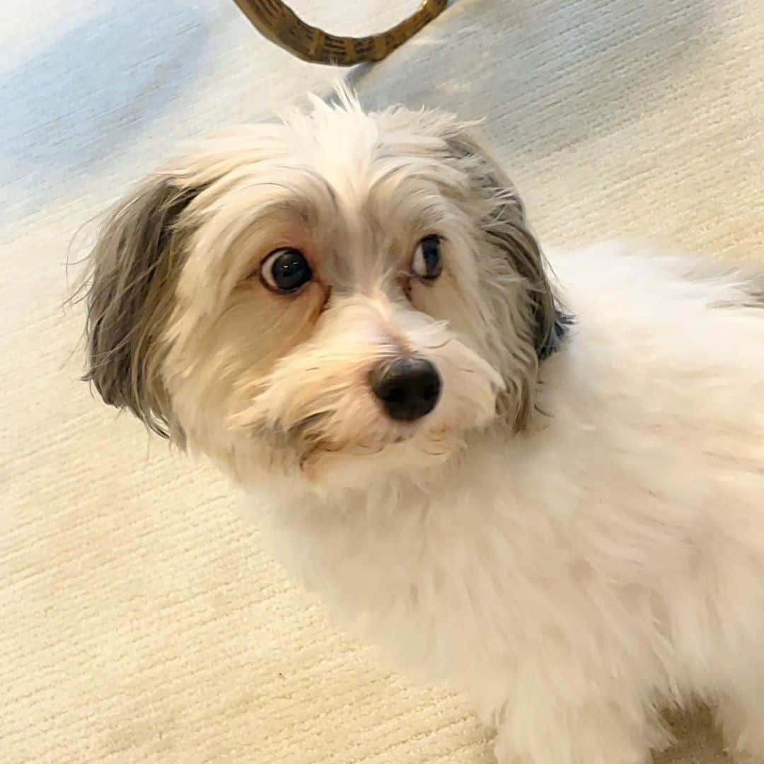 デブラ・メッシングさんのインスタグラム写真 - (デブラ・メッシングInstagram)「Deep tub + bad back + dirty pup = bath time with Mommy!   Henry doesn’t enjoy baths— at all— but he definately likes it better this way than going to the groomers. The pandemic has made us have to make due, which means now I’m a doggie hairstylist now too.  #doggy #pup #bathtime #havanese #havaneseofinstagram #havaneseoftheworld #havanesedog #nyc #nycdogs #doglover #doglove #puppylove #doglovers #bathtub」2月28日 8時04分 - therealdebramessing