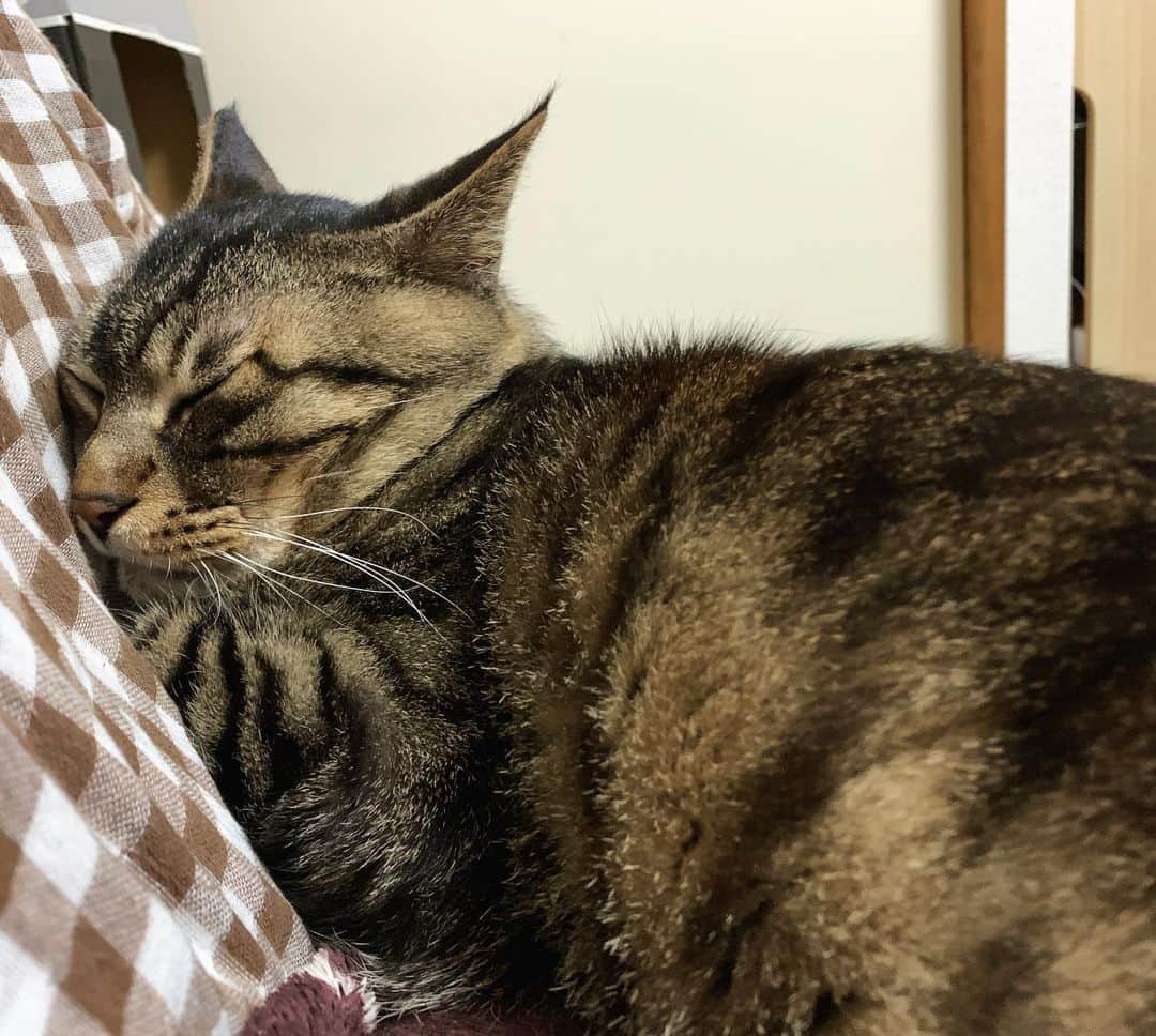 Musashiさんのインスタグラム写真 - (MusashiInstagram)「あげ忘れの夜ムサシ。座椅子寝。Good night. #musashi #mck #cat #キジトラ #ムサシさん #ねこすたぐらむ #musashi_the_cat」2月28日 8時00分 - _daisy