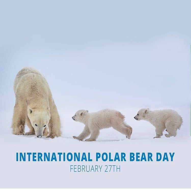 Polar Bearsのインスタグラム：「🐻‍❄️🐻‍❄️Happy #InternationalPolarBearDay 2021 PC: @polarbearsinternational 🐻‍❄️🐻‍❄️ This day is dedicated to all of our furry white PB’s in the Arctic!   Did you know these polar bear facts?  🐻‍❄️1. Most polar bear cubs are born as twins or triplets! 🐻‍❄️2. Cubs will stay with their mother for up to two years learning how to be polar bears before they go off on their own! 🐻‍❄️3. Polar bears are most comfortable at -8°F (-22°C)」