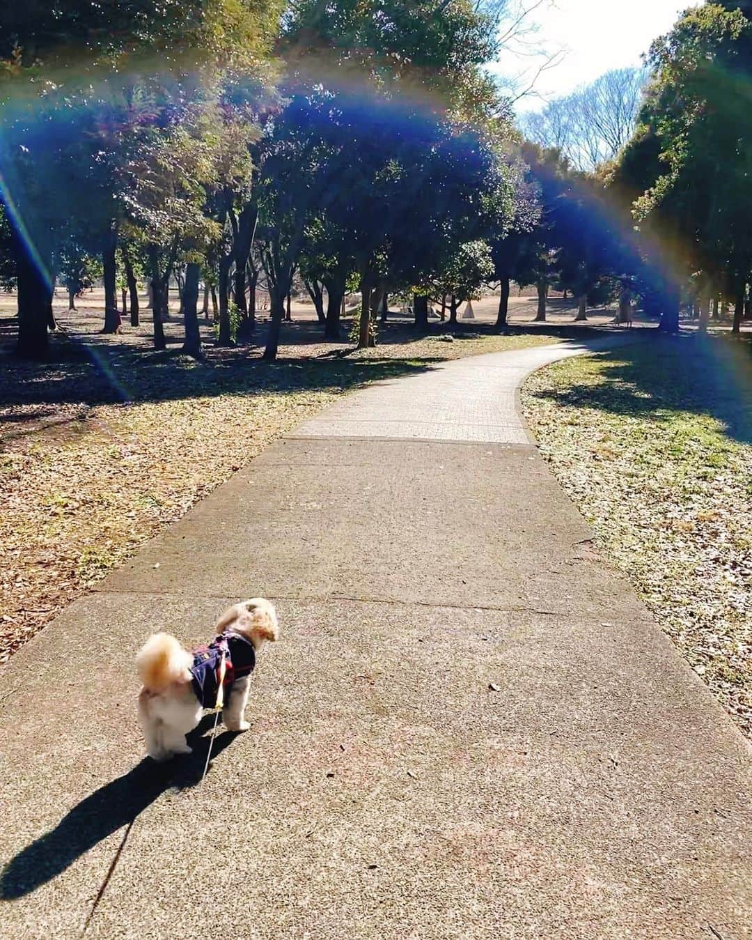 倉田雅世のインスタグラム：「おはようございます。 日曜日。2.28、今月ラスト。 そして、#ナナニジ ライブの日です。 パシフィコ横浜にステキな虹がかかりますように🌈 写真は、わんこと虹。 #いぬすたぐらむ #いぬのいる暮らし」