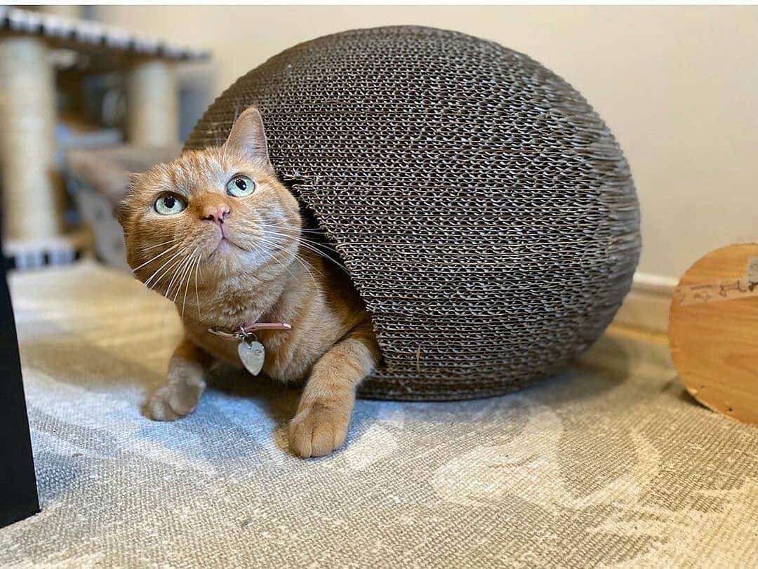 猫壱（ねこいち•ネコイチ）のインスタグラム：「▫︎ 【#猫のくらデー　】  ねこつむり🐌  #巣ごもり中✨   :::::::::#猫壱 ::::::: 猫壱は猫と人との暮らしの向上を目指して猫グッズの開発に取り組んでいます♪ ▫ 猫のくらは販売後すぐに完売が続いていましたが、ようやく供給も安定したので、この土日は 過去に紹介した#猫のくら の可愛いお写真を連続でご紹介中❤︎ 気になる方は @necoichicojp をチェックしてみてくださいね！ ▫ ▫ 【Special thank-you @mei_sui01322 💕💕💕💕】」