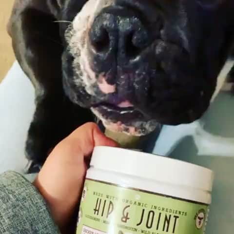Pit Bull - Fansのインスタグラム：「Getting old is ruff. Help your dog age with grace and ease by giving them Hip & Joint supplements. Great as a preventative for young pups, or as an aid for older dogs to help treat & support existing issues. Your dog won’t mind taking them either – they think they’re treats! • • • ⭐ SAVE 20% off @naturaldogcompany with code PITFANS at NaturalDog.com ▪️ worldwide shipping ▪️ ad 📷: @joaquin_theking」