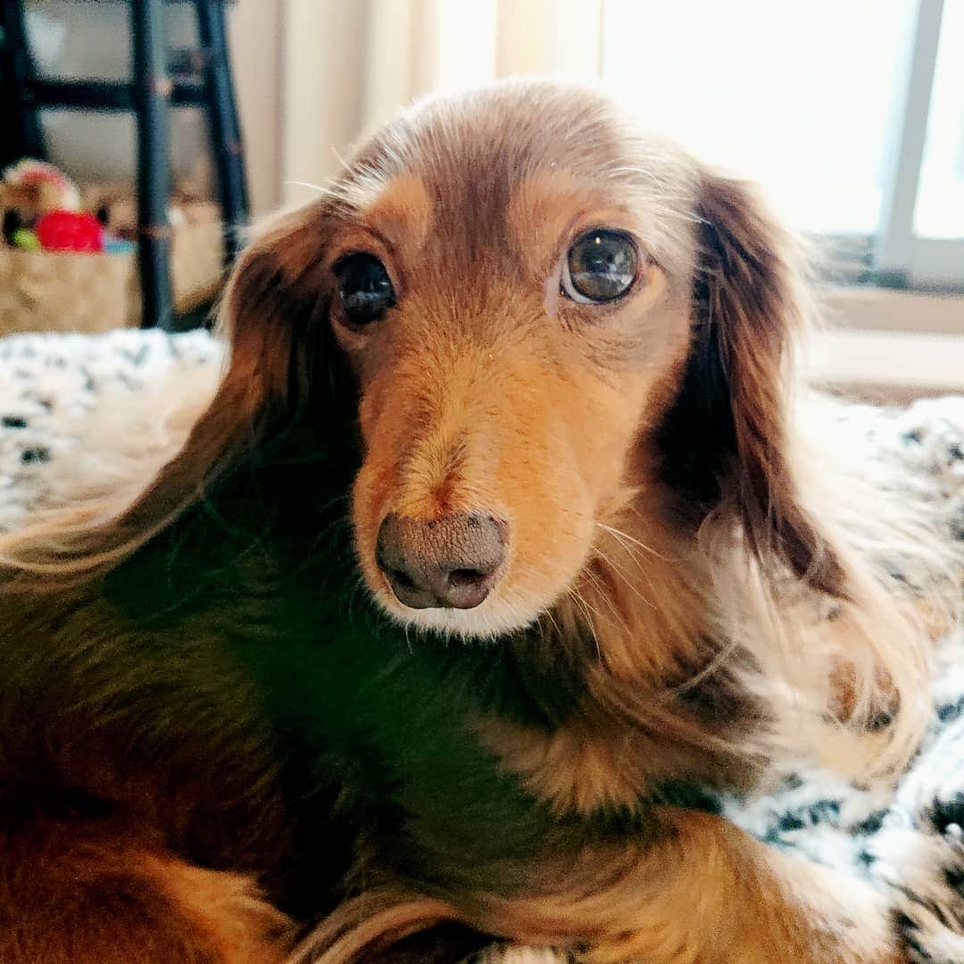 くるみんのインスタグラム：「* 美犬さんね❤️ 親バカです  こむぎのことで心配のコメントをいただき、ありがとうございます。 歯科の先生に相談し、恐らく前回の抜歯の際に縫合した糸が飼い主の監督不行き届きで切れてしまい、塞がらなかった箇所が原因だろうとのことです。 明後日さっそく歯科へ行ってきます！  #カニンヘンダックスフント #カニンヘン #カニンヘンダックス #カニンヘンダックスフンドの日常 #カニンヘンの会 #カニンヘンダックスフンド #チョコタン#チョコタンダックス #チョコタンダックスフント #チョコタンダックスフンド #ダックスlove #ダックス多頭飼い #ダックスフント #ダックスフンドカニンヘン #ダックス部 #ダックス大好き #ダックスフンド #ダックス #いぬばか部 #いぬすたぐらむ #短足部 #わんこなしでは生きていけません会 #dachshundgram #dachshund #dachs #ig_dogphoto #east_dog_japan #instagramdog #all_dog_japan  @doggymark_dachshund  @todayswanko」