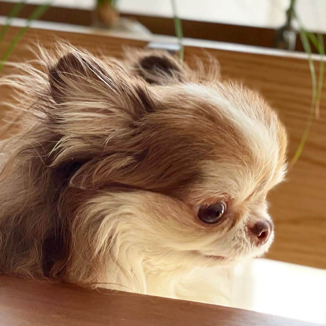 kayoのインスタグラム：「* * * らいちんの横顔好き💗 * * * Lychee❤️ * * * #chihuahua#chihuahualove#dogstgram#dog#instadog#チワワ#チワワ大好き#チワワのいる暮らし * * *」
