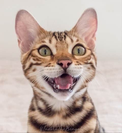 Cats of Instagramのインスタグラム：「From @indirathebengal: "Smile, it makes everything better!" #catsofinstagram」