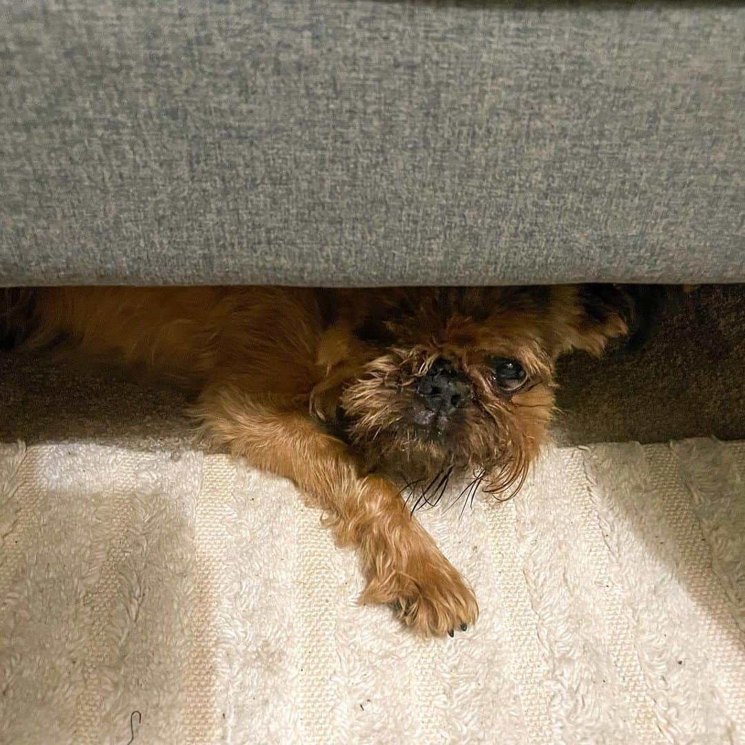 Digby & Aloのインスタグラム：「When it’s still too hot at 10pm you’ll find Digby under the nearest piece of furniture」