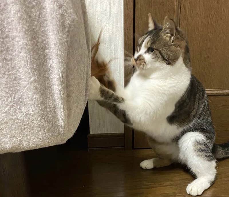 のインスタグラム：「『sippoストーリー』からの紹介です🐕 キジトラのガブリエルちゃん（推定５～６歳）昨年10月に北海道で正式に家族になったばかり😊東京生まれの東京育ちなので、これから北国での暮らしに慣れてもらえたらと思います⛄️😽  飼い主さん：こむぎ  sippoのサイト（sippo.asahi.com）で、飼い主さんに投稿してもらった、犬や猫のとっておきストーリーをご紹介しています。@sippo_officialプロフィールのサイトから『sippoストーリー』をご覧ください👀✨  あなたとペットのストーリーを募集しています！#sippoストーリー をつけて犬や猫の写真を投稿してくださいね✨採用された方には、編集部からDMでご連絡差し上げます🐾 #sippo #sippoストーリー #猫 #ネコ #ニャンコ #キジトラ」