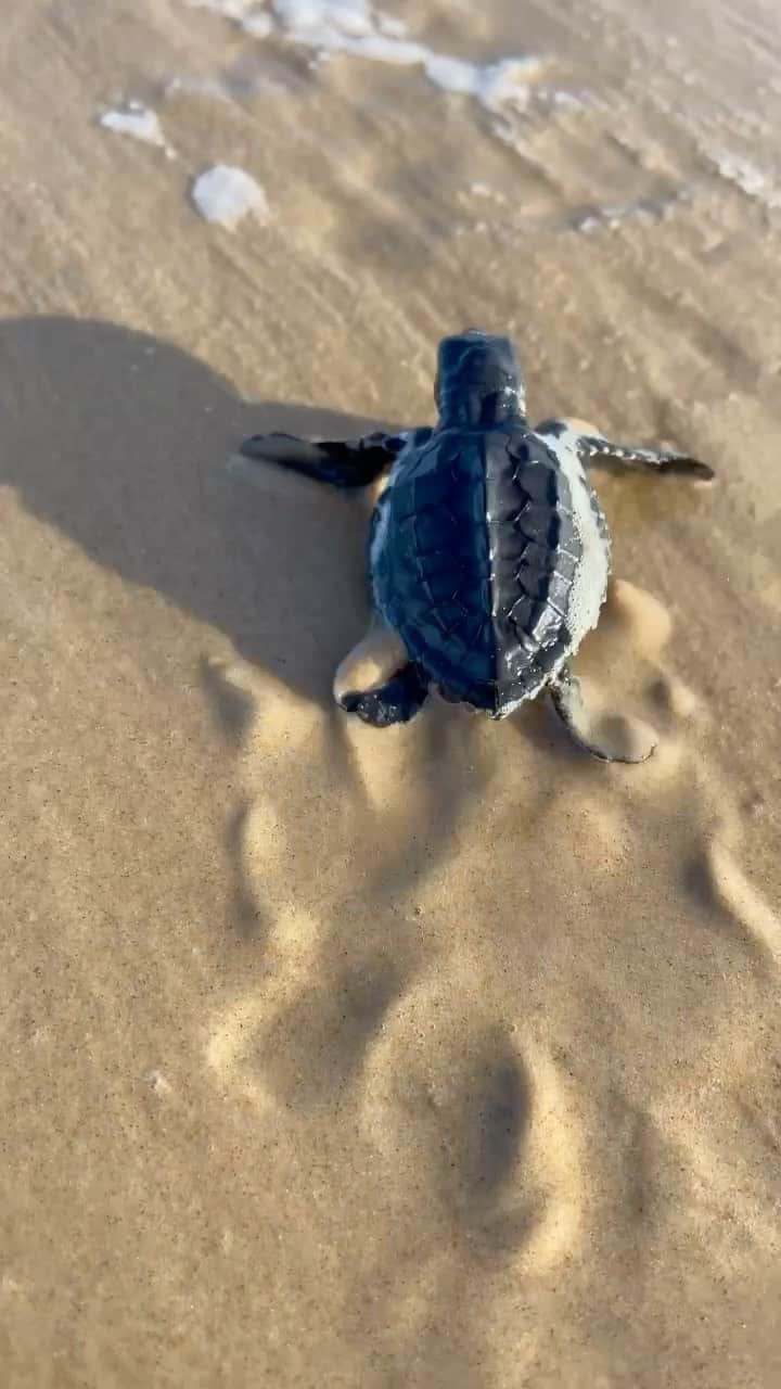 Rachel Apollonioのインスタグラム：「Meus ultimos 3 dias em 30 segundos 💙 eu amo meu trabalho ✨ quem aqui acompanha meus stories? 🐢 hoje vivi uma cena muito especial e emocionante! Obrigada por isso @projeto_tamar_oficial @unidas」