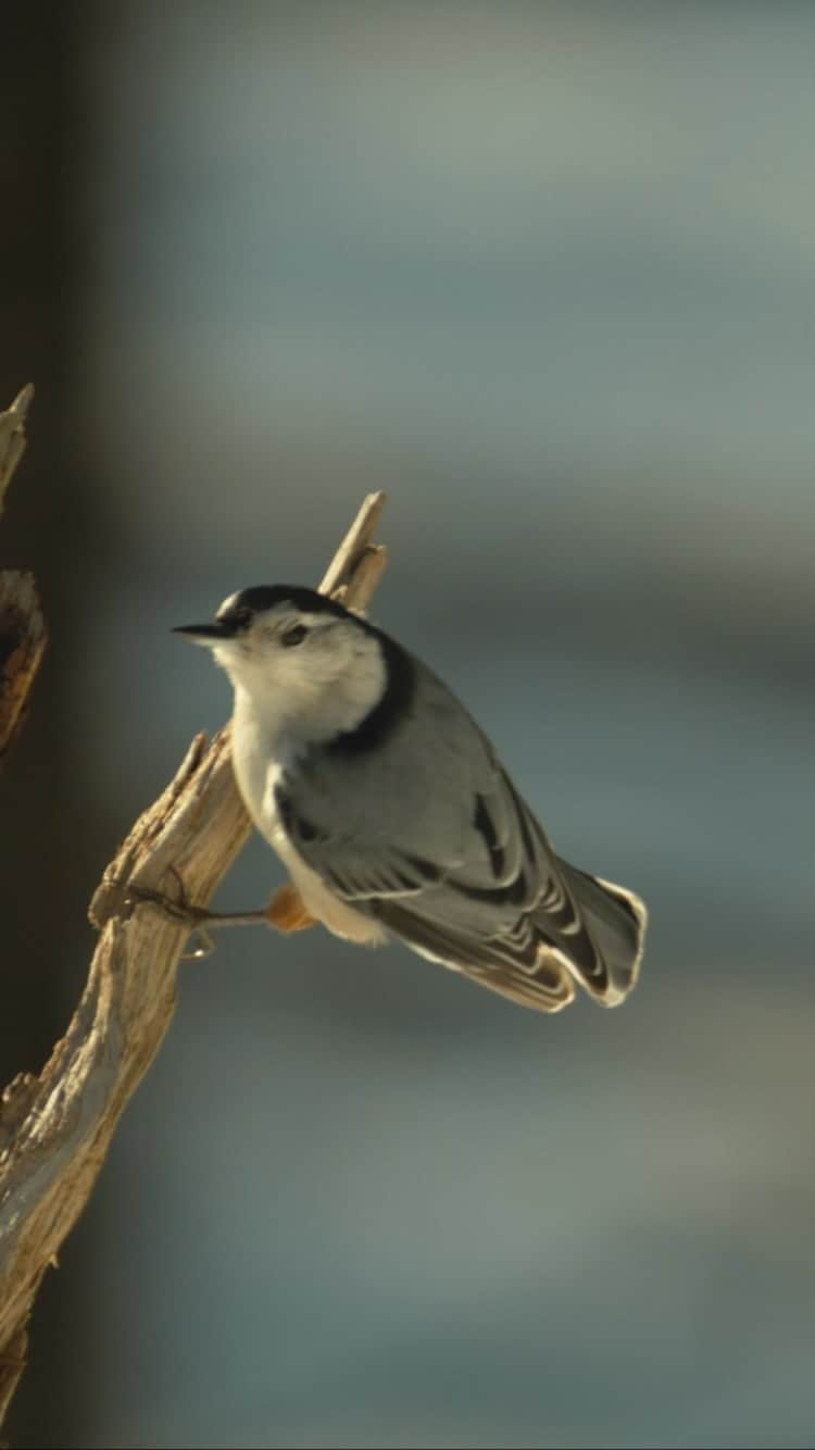 Tim Lamanのインスタグラム：「Video by @TimLaman.  White-breasted Nuthatch coming in for a landing, slowed down by 40x from real speed.  More fun with small birds in slow motion!  Gotta love the way ultra-slow motion reveals a whole new world of detail. - Shot on a Phantom Flex 4K camera, practicing on my backyard birds before use on my Woodpeckers shoot with @Coneflower_studios.  This camera has a whole different shooting flow.  It records 5 sec of action into a buffer continuously at nearly 1000 fps, and you hit stop after you get the shot.  Pretty awesome tool! - Bye the way - don’t forget to sign up for my newsletter and get entered to win a free bird-of-paradise print in my end-of-the month drawing.  Link in bio! #Nuthatch #slow-motion #birds #birdphotography #TL_WildlifePhotoTips #nature」