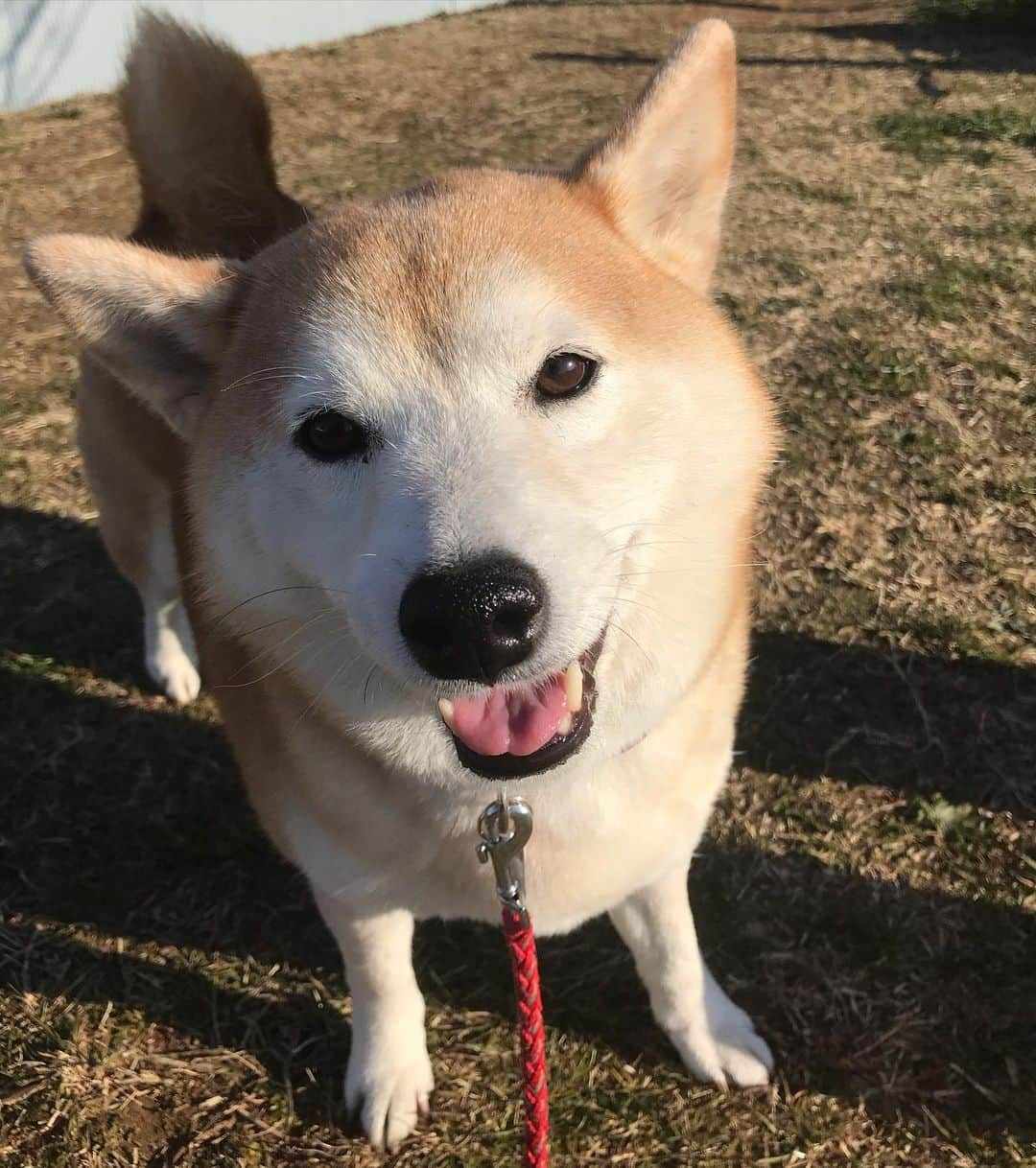 柴犬のモモさんのインスタグラム写真 - (柴犬のモモInstagram)「おはようございます。今朝のモモさん #いぬ #イヌ #犬 #柴犬 #赤柴 #日本犬 #犬バカ部 #ふわもこ部 #いぬら部 #癒しわんこ #柴犬マニア #犬のいる暮らし #口角キュキュッと部 #shiba #shibainu #shibadog #dogstagram #dogsofinstagram #shibastagram #shibasofinstagram #shibamania #inu #instadog #toyota_dog」2月28日 9時47分 - shi_ba_i_nu_momo