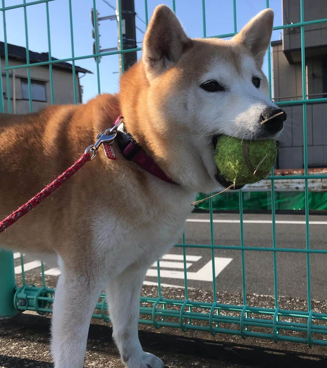 柴犬のモモさんのインスタグラム写真 - (柴犬のモモInstagram)「おはようございます。今朝のモモさん #いぬ #イヌ #犬 #柴犬 #赤柴 #日本犬 #犬バカ部 #ふわもこ部 #いぬら部 #癒しわんこ #柴犬マニア #犬のいる暮らし #口角キュキュッと部 #shiba #shibainu #shibadog #dogstagram #dogsofinstagram #shibastagram #shibasofinstagram #shibamania #inu #instadog #toyota_dog」2月28日 9時47分 - shi_ba_i_nu_momo