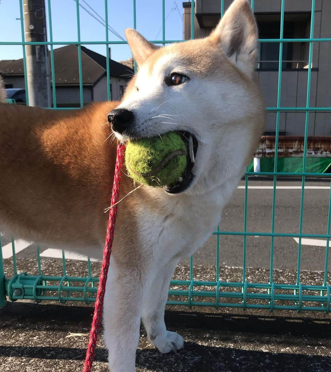 柴犬のモモさんのインスタグラム写真 - (柴犬のモモInstagram)「おはようございます。今朝のモモさん #いぬ #イヌ #犬 #柴犬 #赤柴 #日本犬 #犬バカ部 #ふわもこ部 #いぬら部 #癒しわんこ #柴犬マニア #犬のいる暮らし #口角キュキュッと部 #shiba #shibainu #shibadog #dogstagram #dogsofinstagram #shibastagram #shibasofinstagram #shibamania #inu #instadog #toyota_dog」2月28日 9時47分 - shi_ba_i_nu_momo