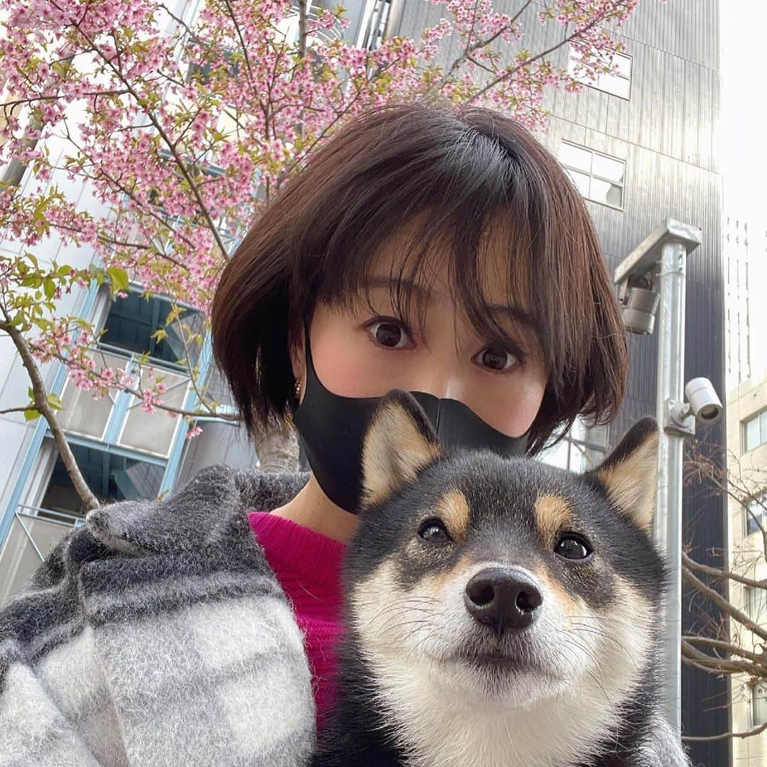 岩瀬玲さんのインスタグラム写真 - (岩瀬玲Instagram)「花粉がすごい❗️ なんか例年よりすごく感じます😅  今日で2月も終わり 早いですね  お花が咲いてるのを見ると 春を感じるけどまだちょっと寒い  東京の緊急事態宣言は解除 されるんでしょうかねー  うちのワンコ @saburo_mameshiba  のお誕生日🎂が3月4日なのでもうすぐです♥️  #月末 #2月終わる」2月28日 9時48分 - akirakkuma