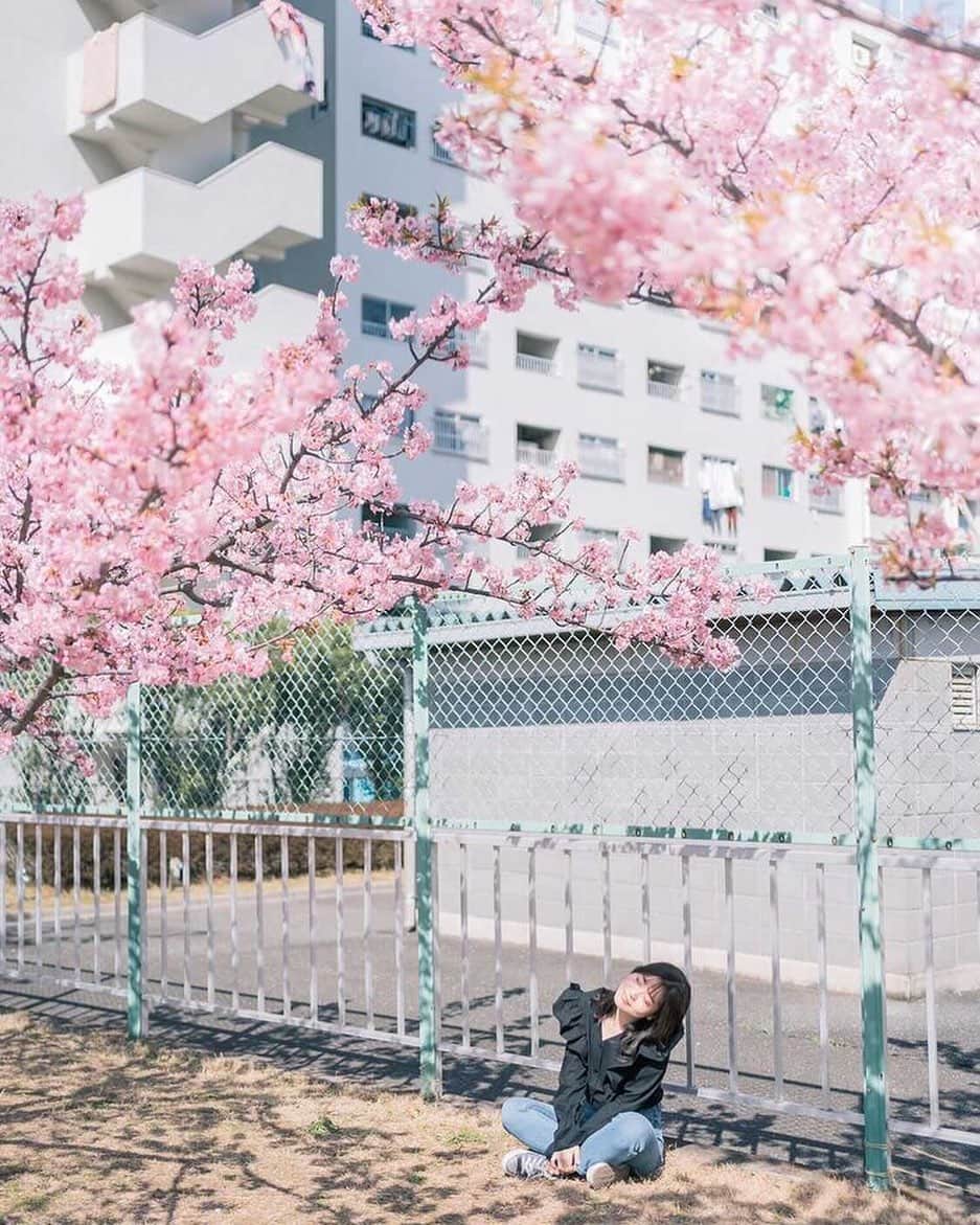 弘松菜摘のインスタグラム：「﻿ ﻿ ﻿ 🌸🌸🌸﻿ ﻿ ﻿ 花粉症の私はお花見は自殺行為なんだけど﻿ それでもしたいくらい桜大好き🌸﻿ ﻿ アレグラ以外で花粉症に効く﻿ お薬ありますか？？🥺🥺💦﻿  この日の写真が好きすぎるー！ あやちゃんありがとう☺️💖🌸 ﻿ ﻿ #なんでもないただの道が好き  #何気ない瞬間を残したい #桜 #sakura #河津桜」