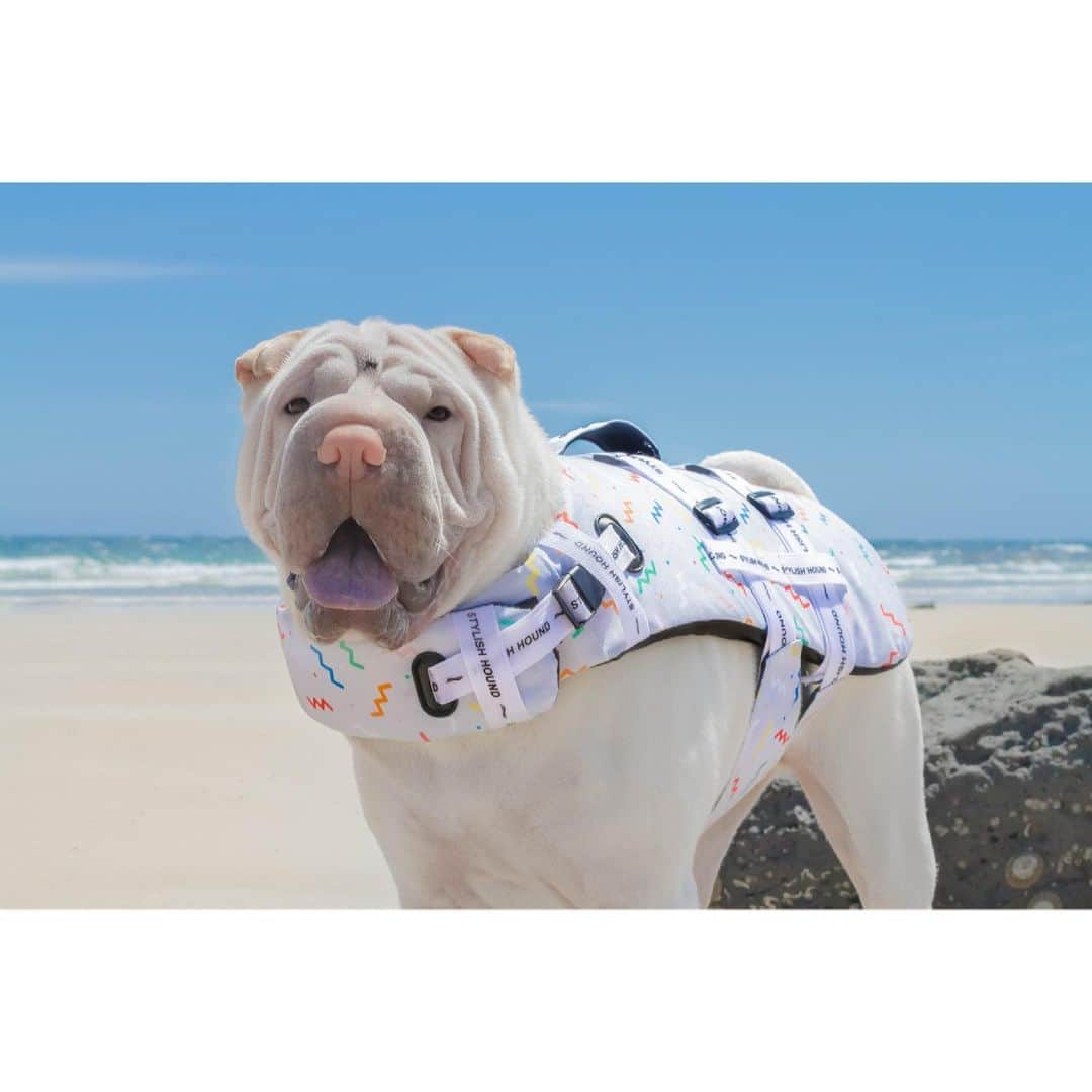 annie&pADdinGtoNさんのインスタグラム写真 - (annie&pADdinGtoNInstagram)「The last day of summer #sulkingworked #backtothebeach #lambington #sharpei #sharpeisofinstagram #sharpeisoftheworld #wrinkles #squishyfacecrew #love #dog #dogs #dogsofinstagram #sunday #doglover #instagood #weeklyfluff #instadaily #stylishhound #iloveyoutothemoonandback lambs swim jacket is a size Large & you can find them @stylish.hound」2月28日 9時55分 - anniepaddington