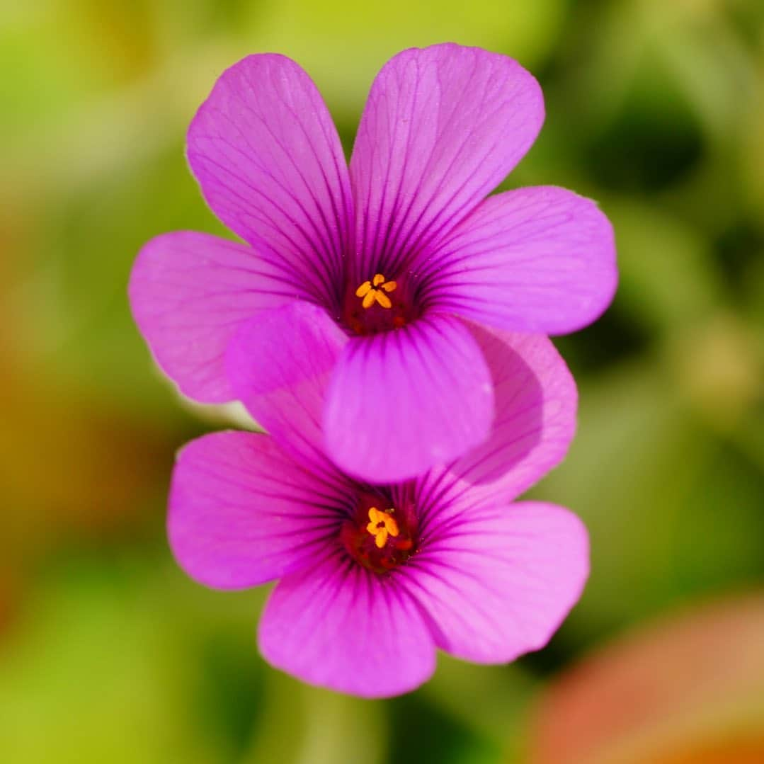 いぶくろ聖志さんのインスタグラム写真 - (いぶくろ聖志Instagram)「控えめな花と  #camera #japan #photography  #写真 #花 #flowers」2月28日 10時07分 - b.smpl