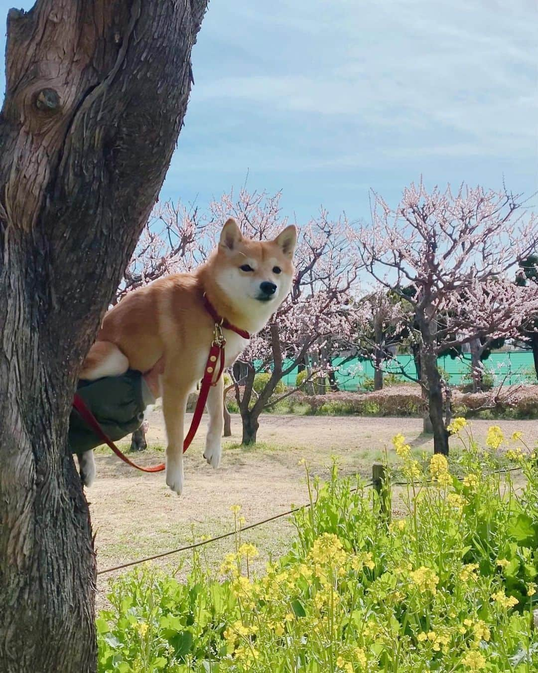 豆柴にこちゃんさんのインスタグラム写真 - (豆柴にこちゃんInstagram)「🐶 おはよー 昨日、たまを病院に送った帰りに寄った公園にて🌸 1枚目キョトン顔。  3-6枚目は、たまがいないことに違和感があるのか、 執拗にたまっくまクッションに絡むにこ。 4枚目とか普段あまり出さない声。  でも、やかましいちびっこが いないのでゆっくりお昼寝できたもよう😆  今日は夕方にたま退院予定！  #柴犬#豆柴#pecoいぬ部#犬#shibastagram#petstagram#犬#犬のいる暮らし#shibainu#dog#mameshiba#pecotv#いぬのきもち部#しばいぬ#しばけん#こいぬ#シバイヌ#狗#ペット#子犬#puppy#pet#시바견#강아지#개#instacute#barked#9gag#9gagpets」2月28日 10時03分 - nikochan.mame48