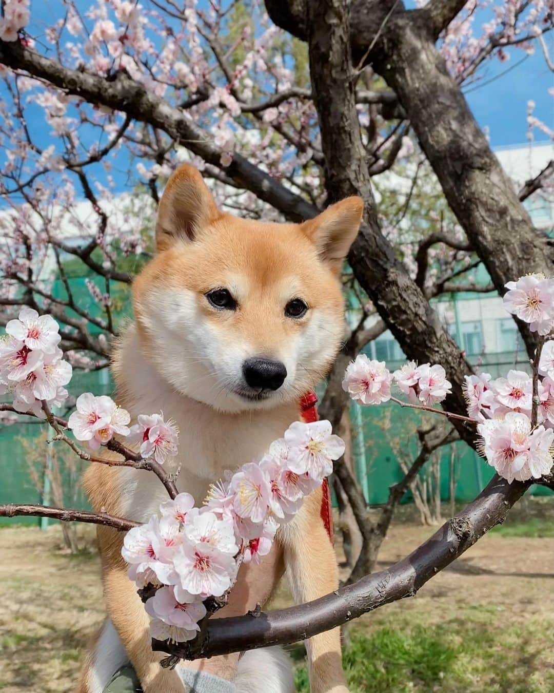 豆柴にこちゃんさんのインスタグラム写真 - (豆柴にこちゃんInstagram)「🐶 おはよー 昨日、たまを病院に送った帰りに寄った公園にて🌸 1枚目キョトン顔。  3-6枚目は、たまがいないことに違和感があるのか、 執拗にたまっくまクッションに絡むにこ。 4枚目とか普段あまり出さない声。  でも、やかましいちびっこが いないのでゆっくりお昼寝できたもよう😆  今日は夕方にたま退院予定！  #柴犬#豆柴#pecoいぬ部#犬#shibastagram#petstagram#犬#犬のいる暮らし#shibainu#dog#mameshiba#pecotv#いぬのきもち部#しばいぬ#しばけん#こいぬ#シバイヌ#狗#ペット#子犬#puppy#pet#시바견#강아지#개#instacute#barked#9gag#9gagpets」2月28日 10時03分 - nikochan.mame48