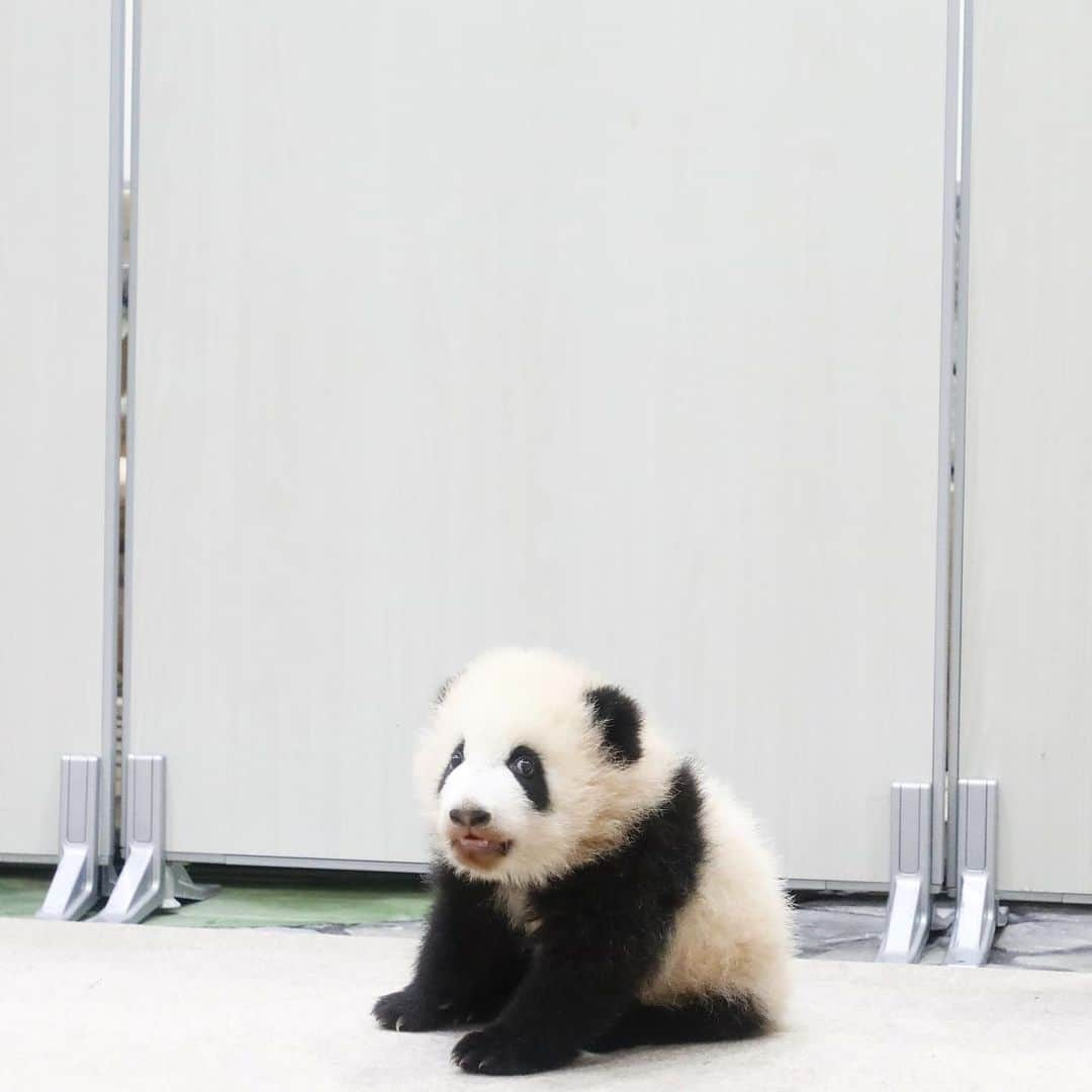 パンダ（白浜）のインスタグラム：「#彩浜 as KID 🌈🌈🌈 🐼😊🐼 #photography #adventureworld #アドベンチャーワールド #ADVENTUREWORLDPANDAS #baby #HELLOLITTLE #pandamental #hellopanda #ハローリトル #ハローパンダ #パンダグラビア #パンダ　and #panda #pandababy 🐼🐼🐼」