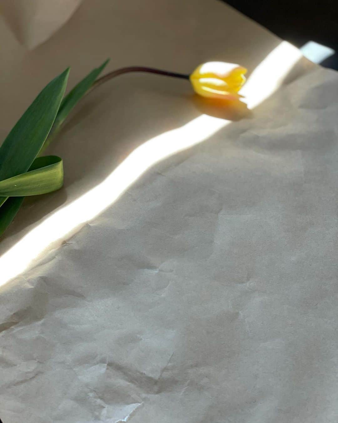 のインスタグラム：「チューリップ🌷 曲線が可愛い♡」